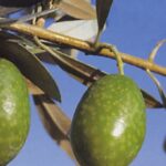 OLEA EUROPAEA  GROSSA DI SPAGNA