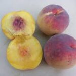 PRUNUS  PERSICA  GUGLIELMINA