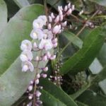 HANDERBERGIA