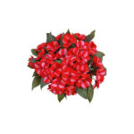 IMPATIENS PARADISE MIX