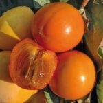 DIOSPYROS KAKO CIOCCOLATINO