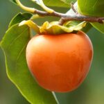 DIOSPYROS  KAKO TIPO