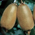 ACTINIDIA DELICIOSA KIWI HAWARD