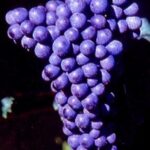 VITIS VINIFERA  varietà LAMBRUSCO MAESTRI
