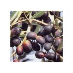 OLEA EUROPAEA LECCINO