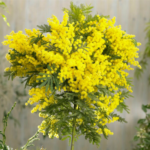 ACACIA DEALBATA MIMOSA