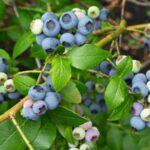 MIRTILLO VACCINIUM