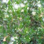 MYRTUS MIRTO