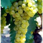 VITIS VINIFERA varietà MOSCATO BIANCO