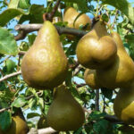 PYRUS COMMUNIS KAISER