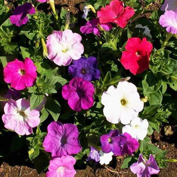 petunia