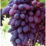 VITIS VINIFERA varietà PIZZUTTELLA NERA