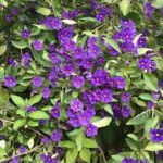 LYCIANTHES RANTONNETII