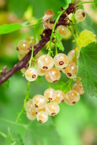 ribes-bianco