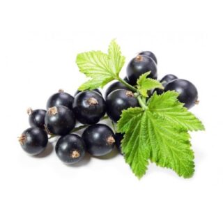 ribes-nigrum