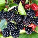 RUBUS FRUTICOSUS MORA