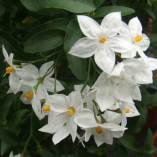 solanum jasminoide