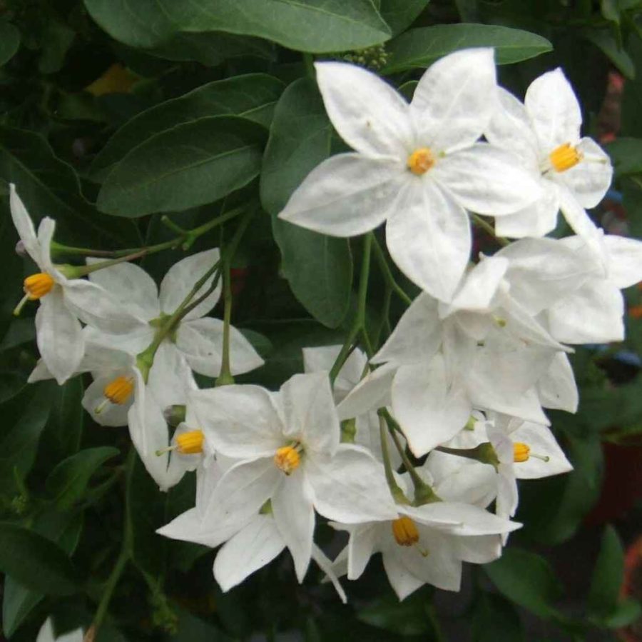 SOLANUM JASMINOIDES
