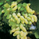 VITIS VINIFERA varietà PIZZUTTELLA BIANCA