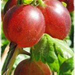 RIBES UVA SPINA ROSSA