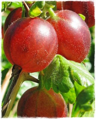 uva spina rossa