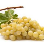 VITIS varietà VICTORIA