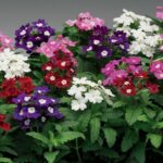 VERBENA