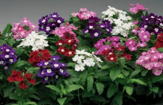 verbena