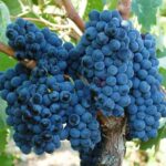 VITIS VINIFERA varietà SUSUMANIELLO