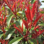 PHOTINIA  FOTINIA