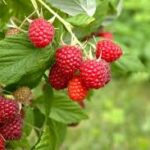 RUBUS IDAEUS LAMPONE