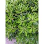 PITTOSPORUM PITOSFORO