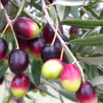 OLEA EUROPAEA CORATINA